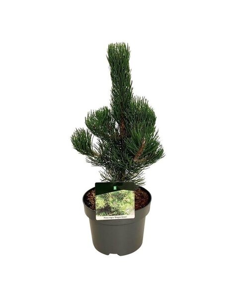 Pinus