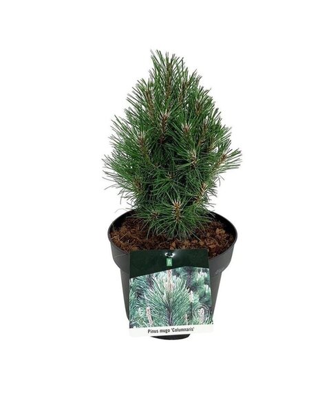 Pinus