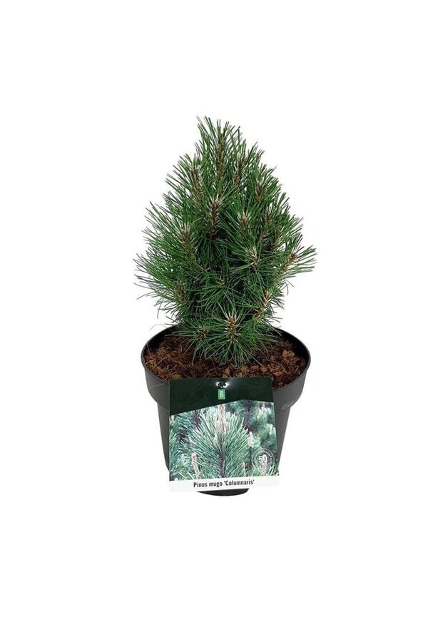 Sosna górska Pinus mugo Columnaris