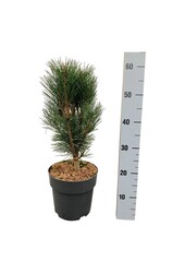 Sosna Pinus nigra Loïs