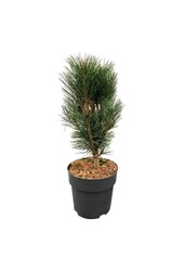 Sosna Pinus nigra Loïs