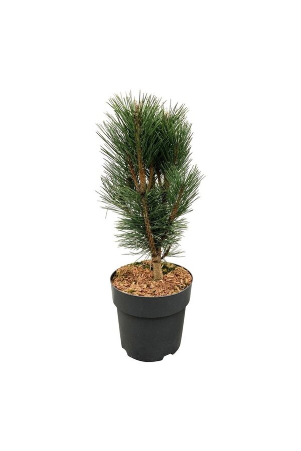Sosna Pinus nigra Loïs
