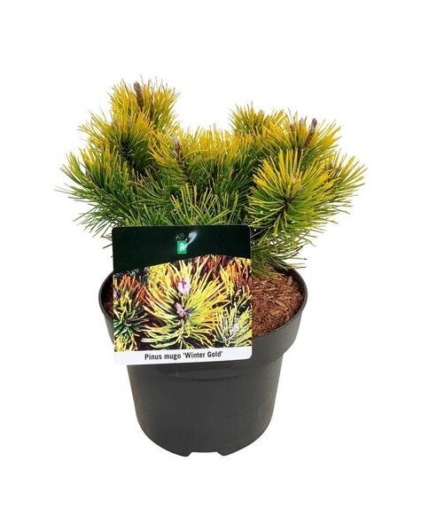 Pinus