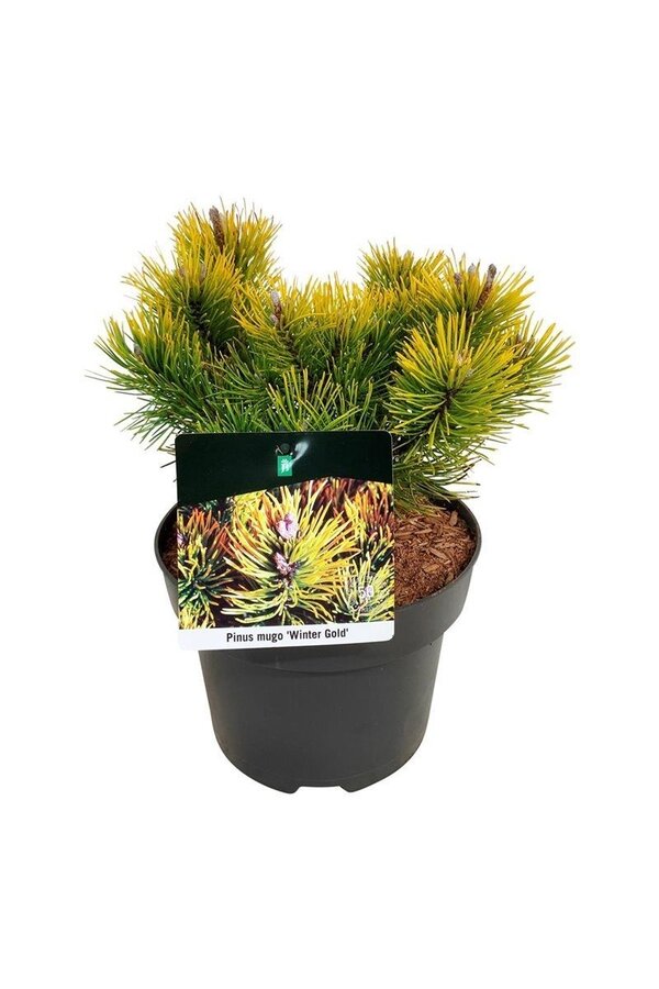 Sosna kosodrzewina Pinus mugo Winter Gold