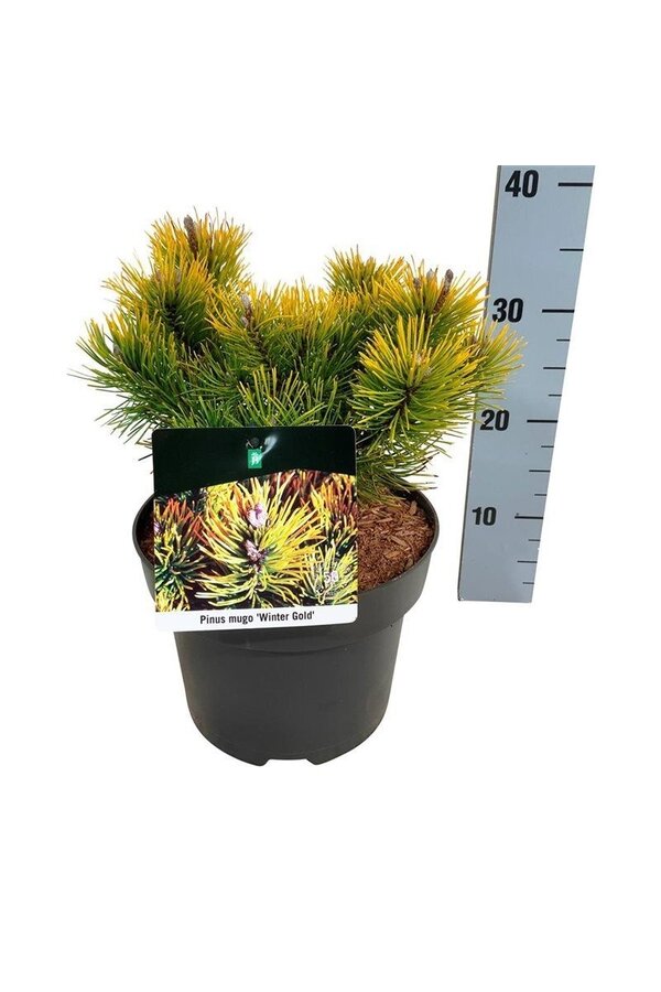 Sosna kosodrzewina Pinus mugo Winter Gold