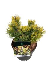 Sosna kosodrzewina Pinus mugo Winter Gold