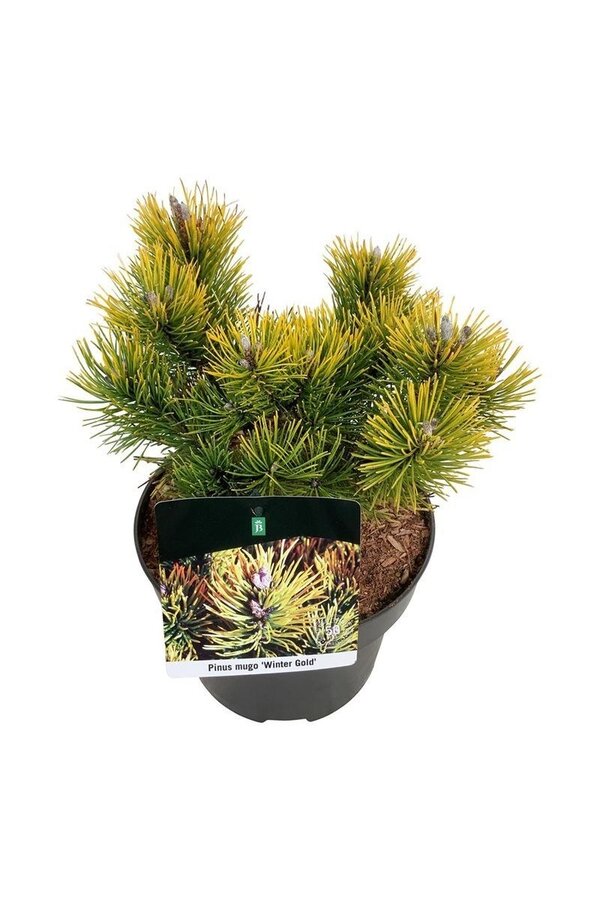 Sosna kosodrzewina Pinus mugo Winter Gold