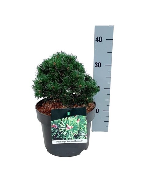 Pinus