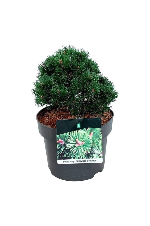 Sosna górska Pinus mugo Sherwood Compact