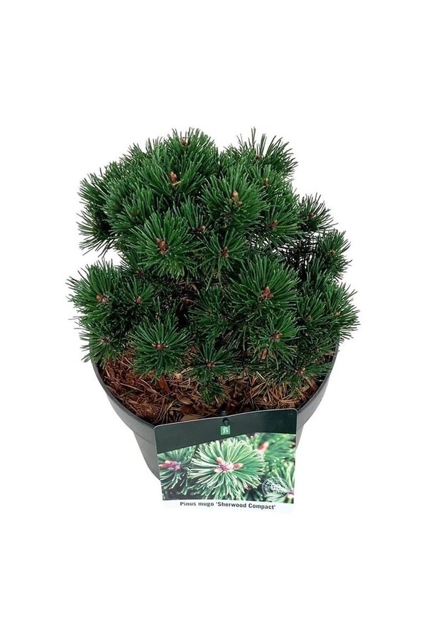 Sosna górska Pinus mugo Sherwood Compact