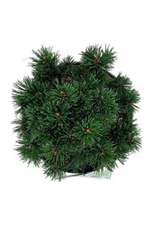 Sosna górska Pinus mugo Sherwood Compact