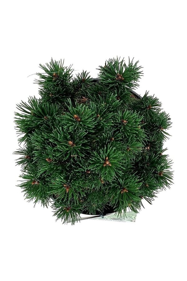 Sosna górska Pinus mugo Sherwood Compact