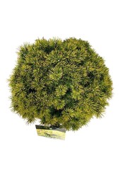 Sosna Pinus mugo Ophir