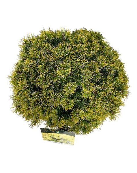 Pinus