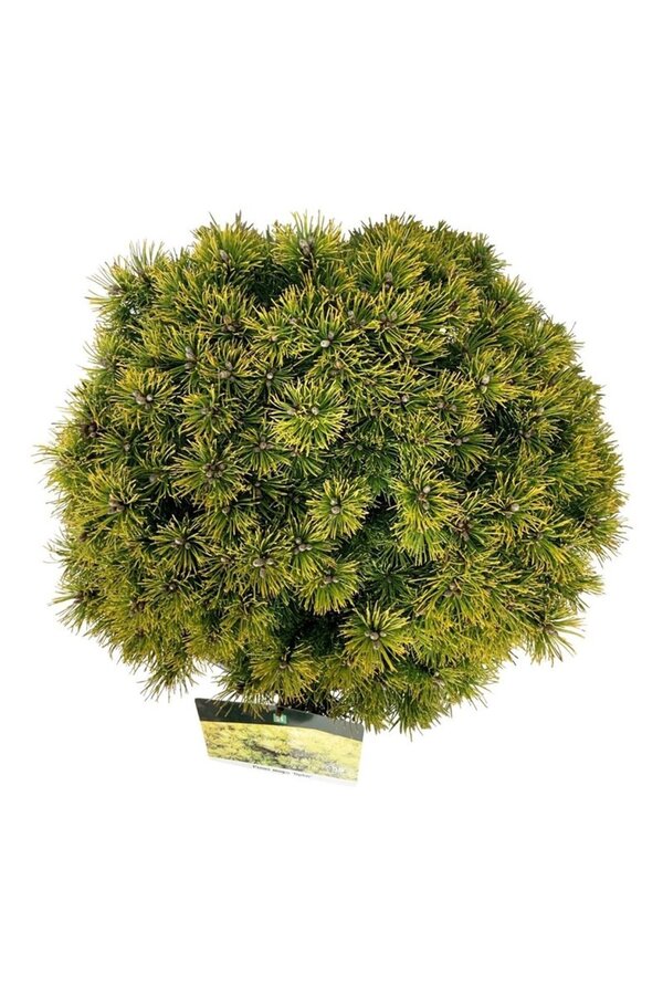 Sosna Pinus mugo Ophir