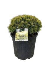 Sosna Pinus mugo Ophir