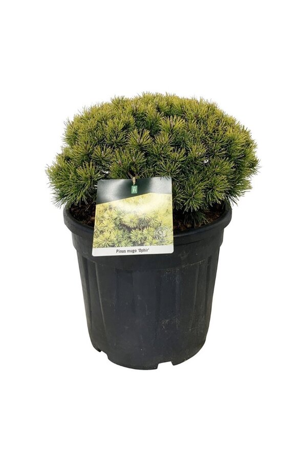 Sosna Pinus mugo Ophir