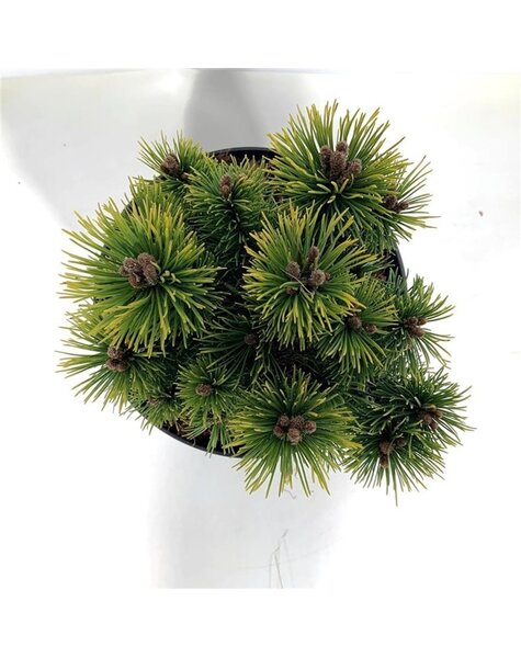 Pinus