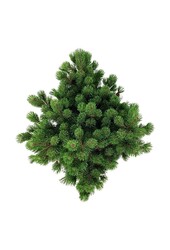 Sosna Pinus mugo Mumpitz