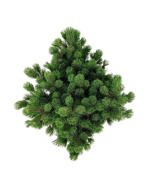 Pinus