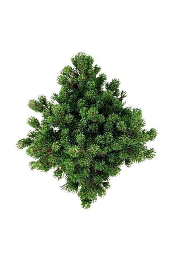 Sosna Pinus mugo Mumpitz