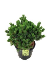 Sosna Pinus mugo Mumpitz