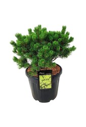 Sosna Pinus mugo Mumpitz