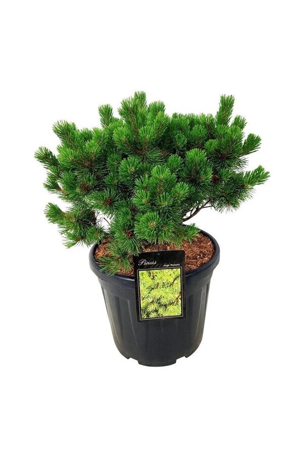 Sosna Pinus mugo Mumpitz