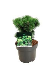 Sosna Pinus mugo Mumpitz