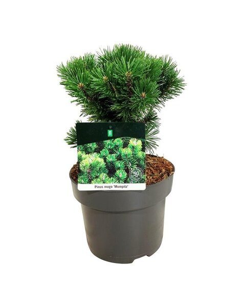 Pinus