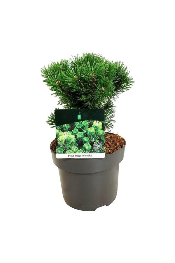 Sosna Pinus mugo Mumpitz