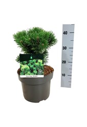 Sosna Pinus mugo Mumpitz