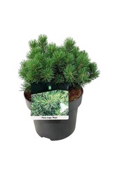 Sosna Pinus mugo Mops
