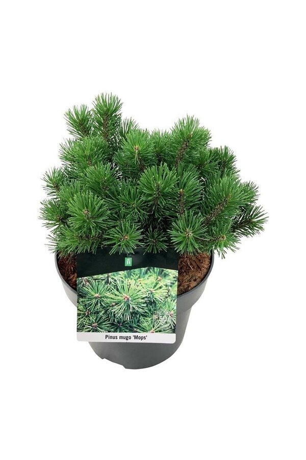 Sosna Pinus mugo Mops