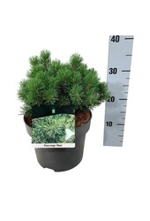 Sosna Pinus mugo Mops