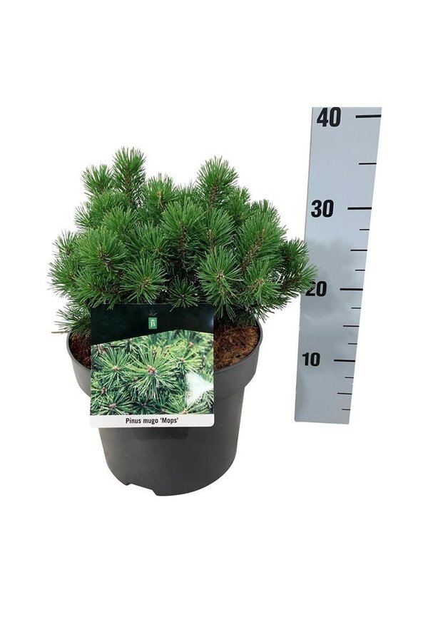 Sosna Pinus mugo Mops