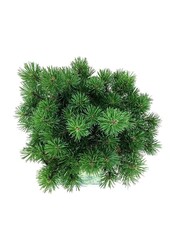 Sosna Pinus mugo Mops