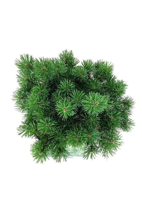 Sosna Pinus mugo Mops