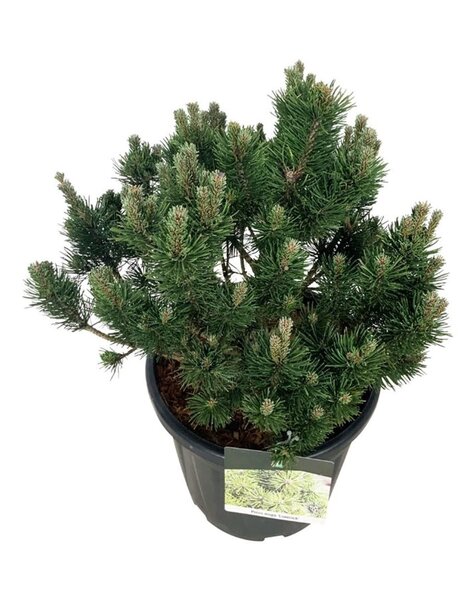 Pinus