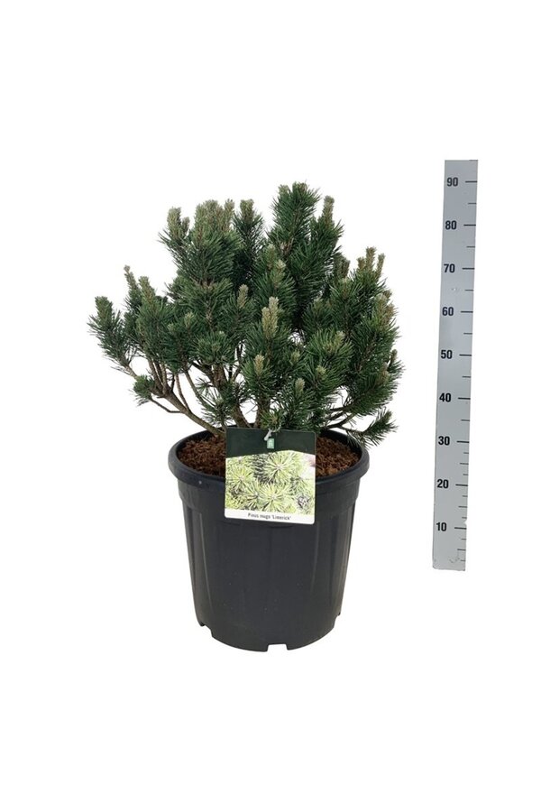 Sosna Pinus mugo Limerick