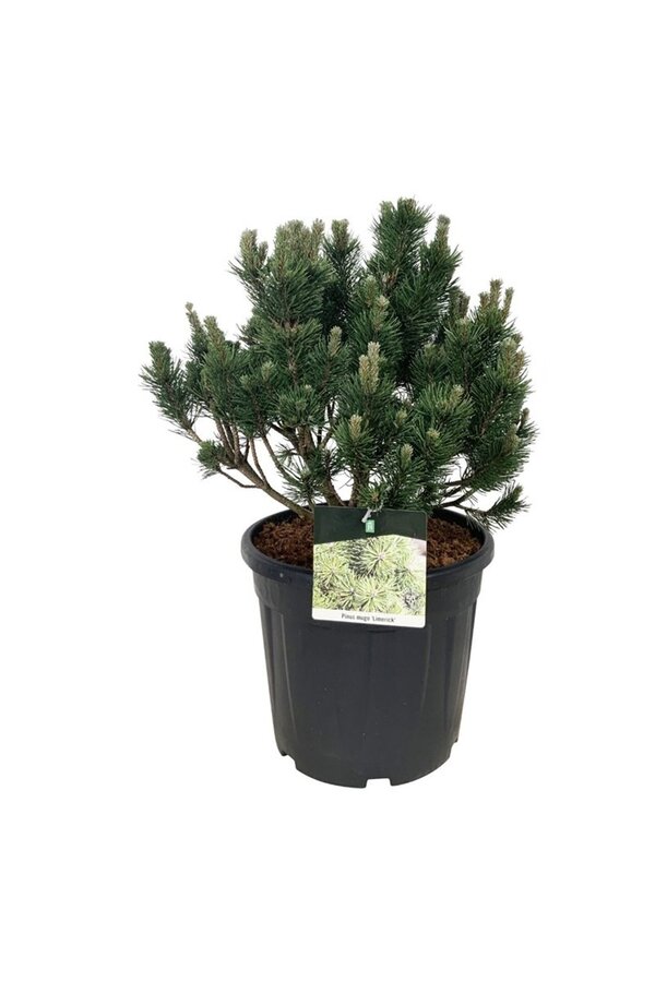 Sosna Pinus mugo Limerick
