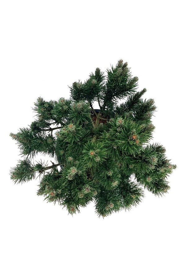 Sosna Pinus mugo Limerick
