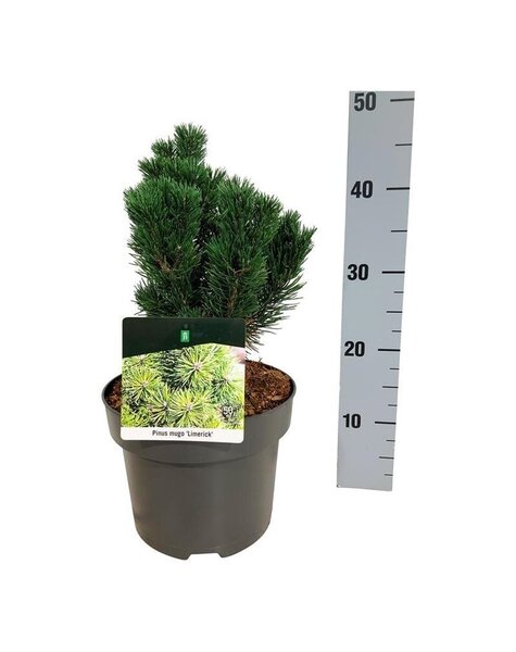 Pinus