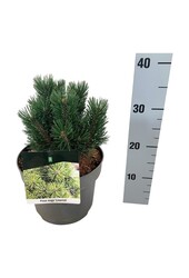 Sosna Pinus mugo Limerick