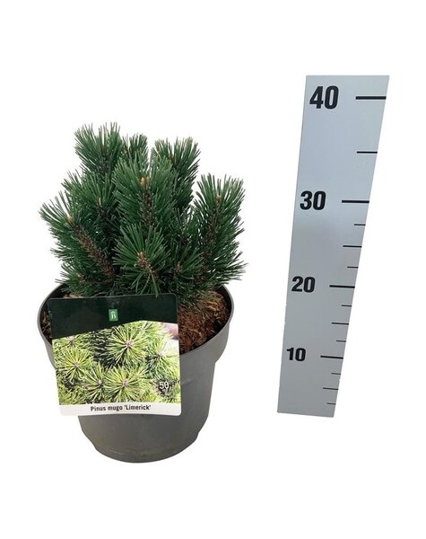 Pinus