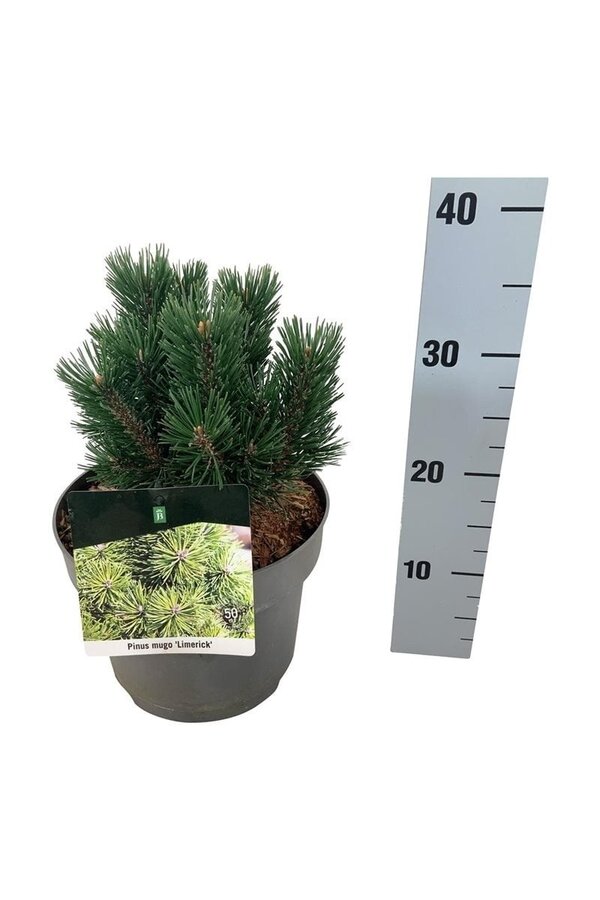 Sosna Pinus mugo Limerick