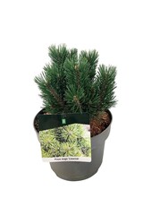 Sosna Pinus mugo Limerick