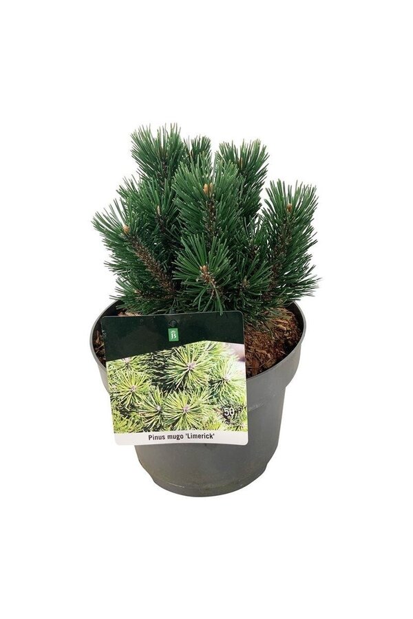 Sosna Pinus mugo Limerick