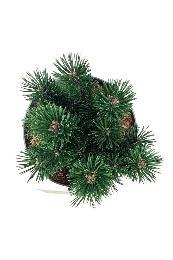 Sosna Pinus mugo Limerick