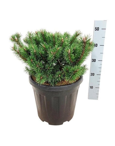 Pinus